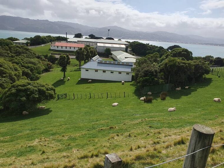 Wellington_Matiu_Somes_Island_2