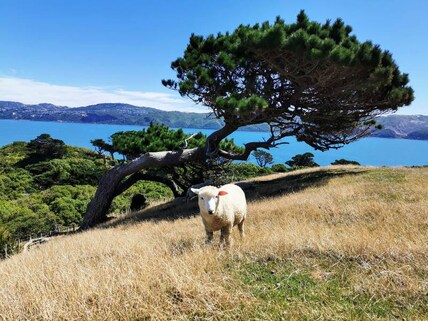 Matiu Somes Island