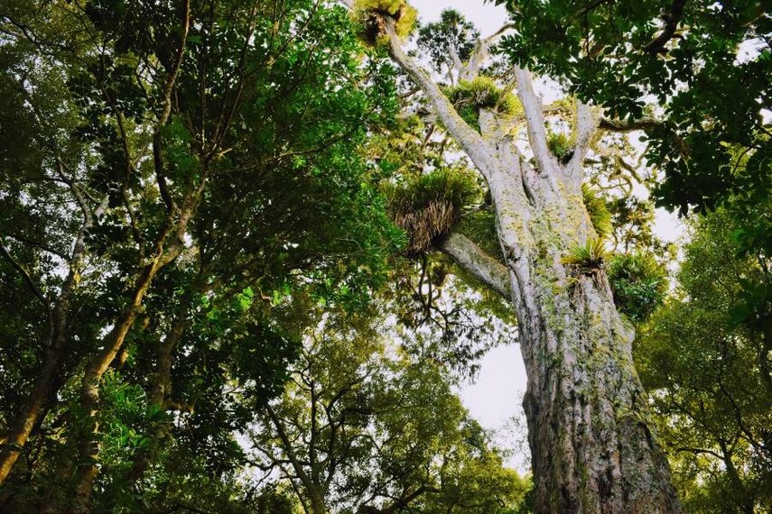 Wellington_Otari_Wilton's_Bush_2