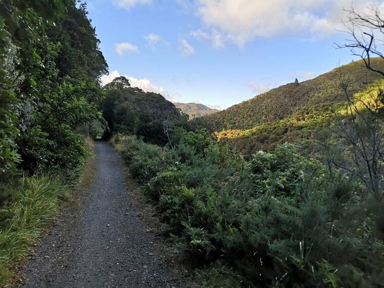 Wellington_Remutaka_Forest_Park_10