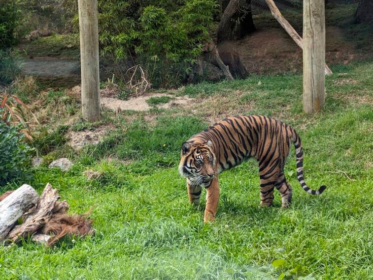 Wellington_Wellington_Zoo_5