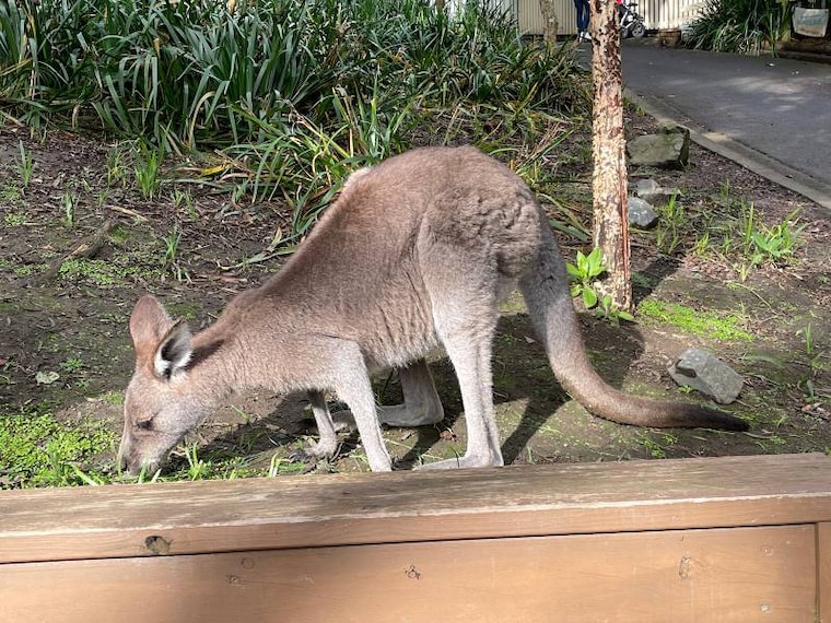 Wellington_Wellington_Zoo_7