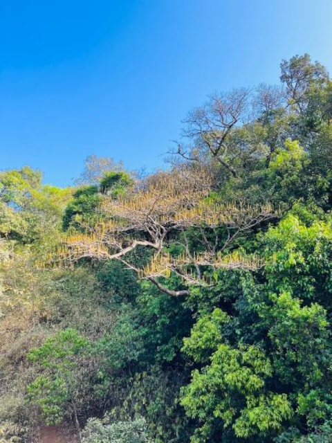 Nangarta Falls
