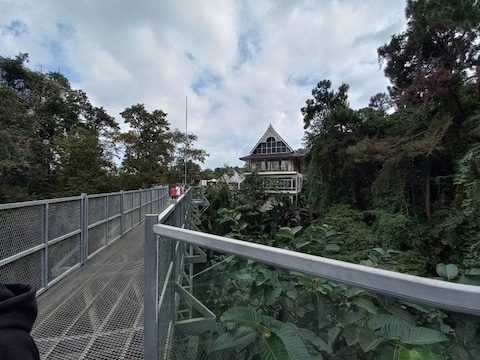 Canopy Walkway