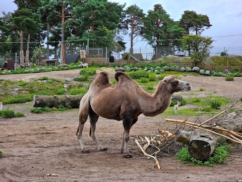 Korkeasaari Zoo