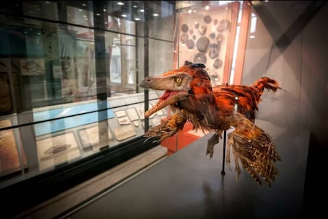 Manchester Museum