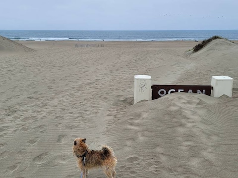 Ocean Beach