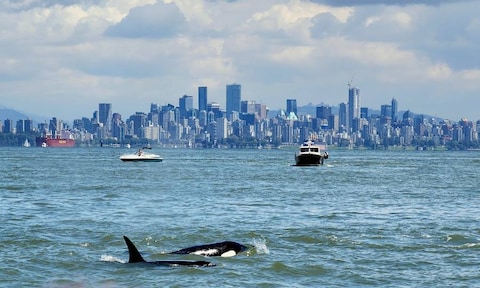 Vancouver Whale Watch