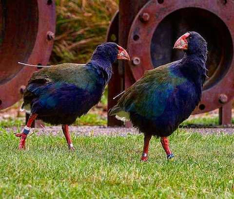Zealandia