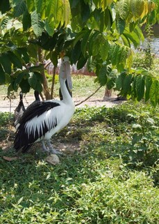 Bird Watching in Fiji