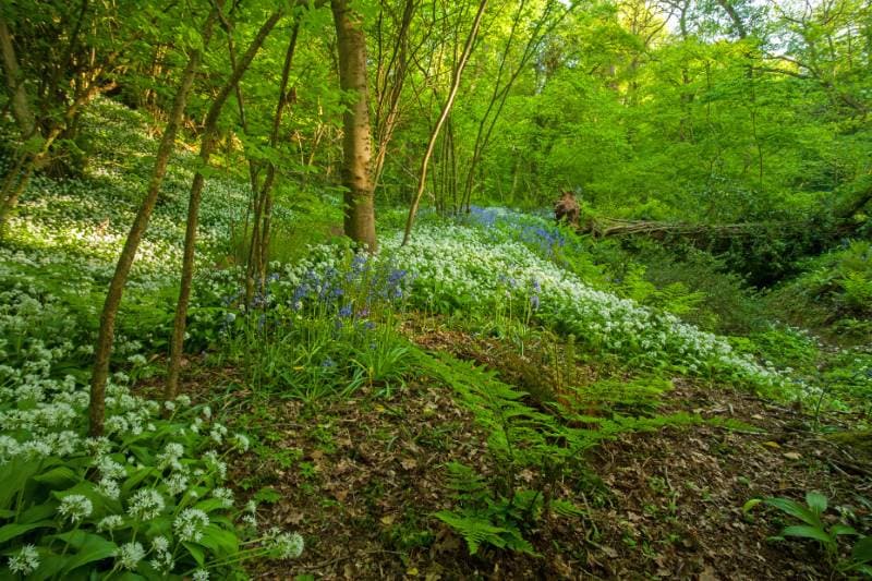 Bristol_St_Annes_Woods_2