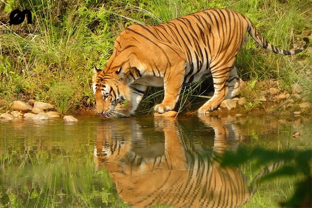 Bardiya_National_Park_Nepal_1