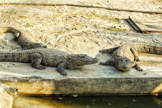 Bardiya_National_Park_Nepal_4