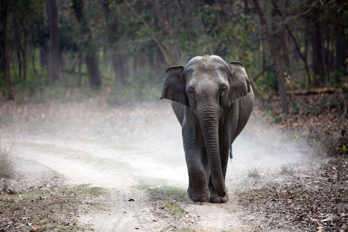 Jim_Corbett_National_Park_1