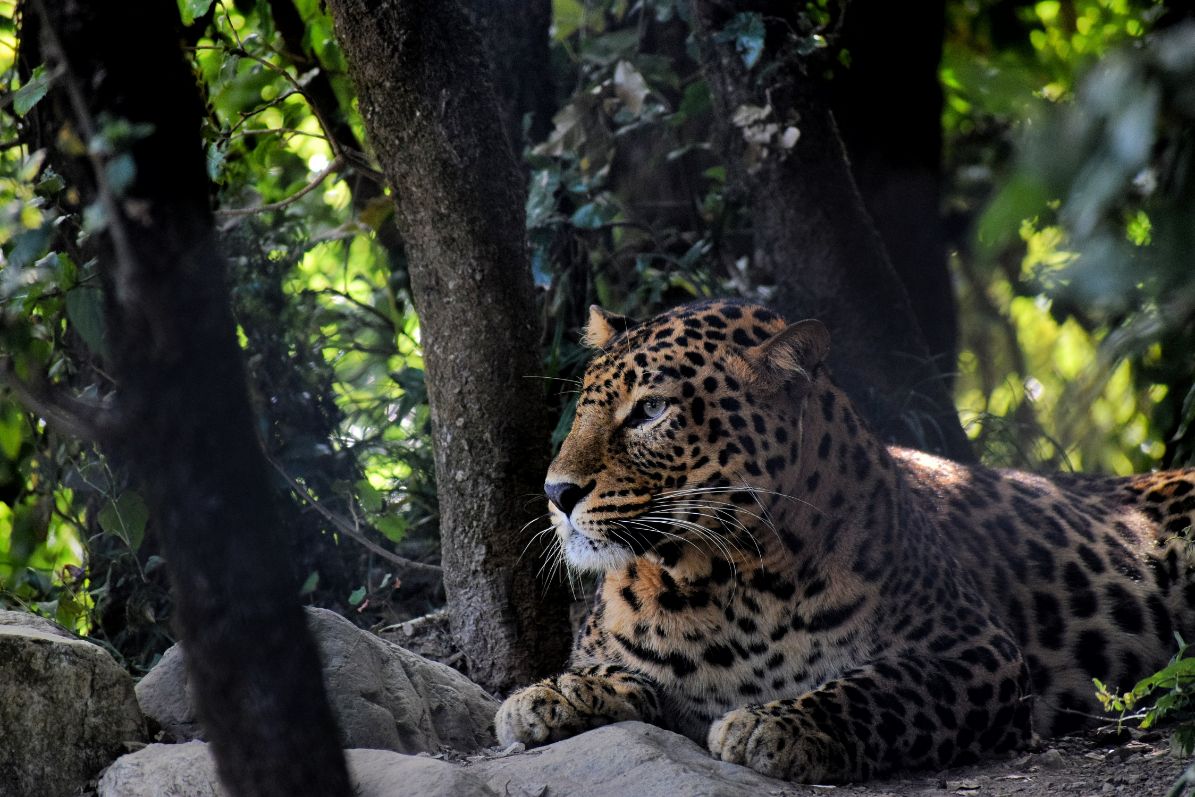 Jim Corbett National Park, Uttarakhand