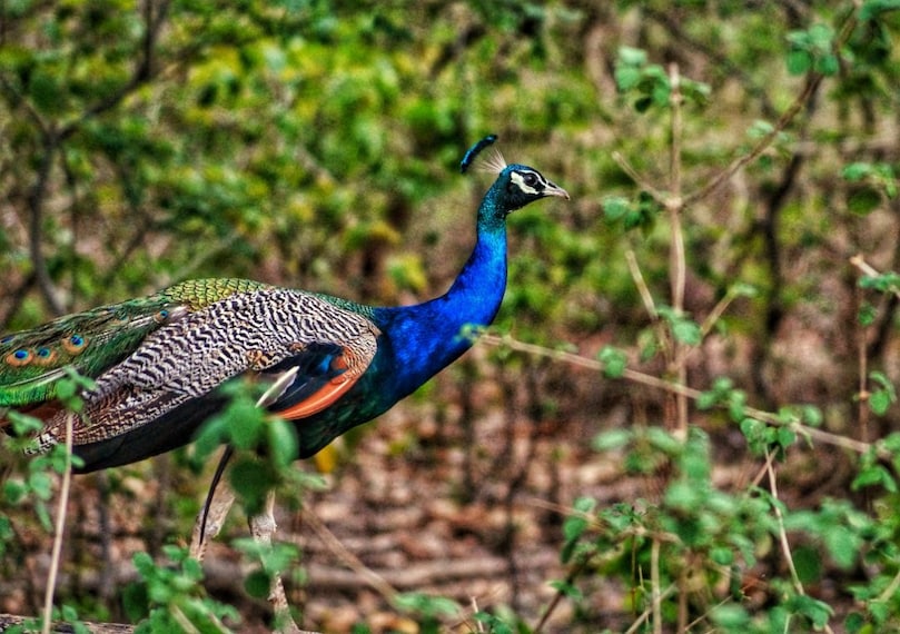 Jim_Corbett_National_Park_3