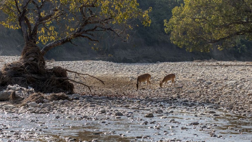 Jim_Corbett_National_Park_6