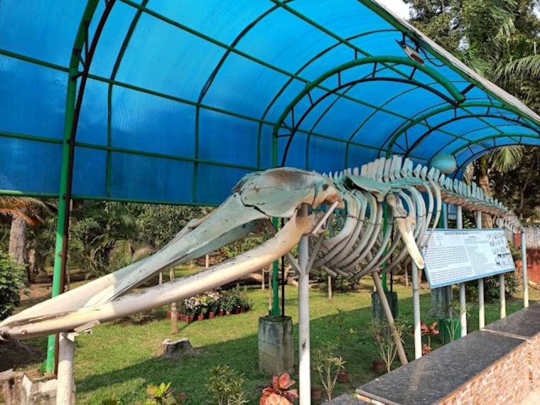 Junput_Marine_Biology_Museum