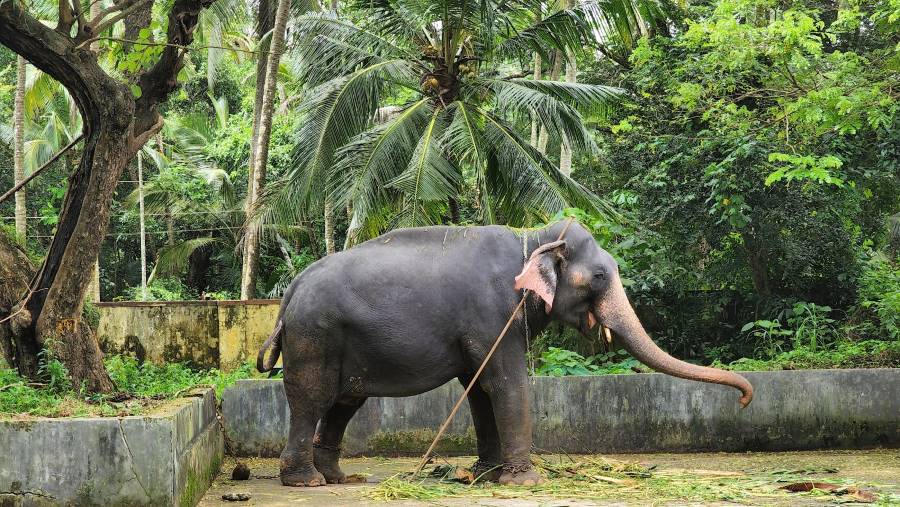 Guruvayoor_Punnathurkotta_Elephant_Palace_2