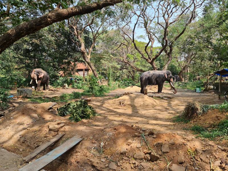 Guruvayoor_Punnathurkotta_Elephant_Palace_3