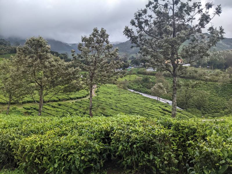 Idukki_Mathikettan_Shola_National_Park_4