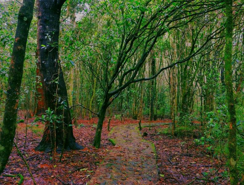 Nuwara_Eliya_Galway's_Land_National_Park_5