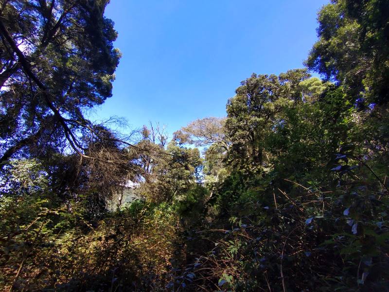 Nuwara_Eliya_Galway's_Land_National_Park_7