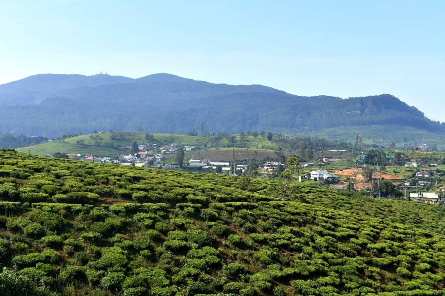 Nuwara_Eliya_Pidurutalagala_Mount_Pedro_4