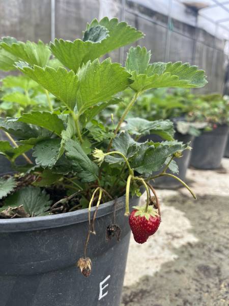 Nuwara_Eliya_Strawberry_Picking_at_Adma_Agro_4