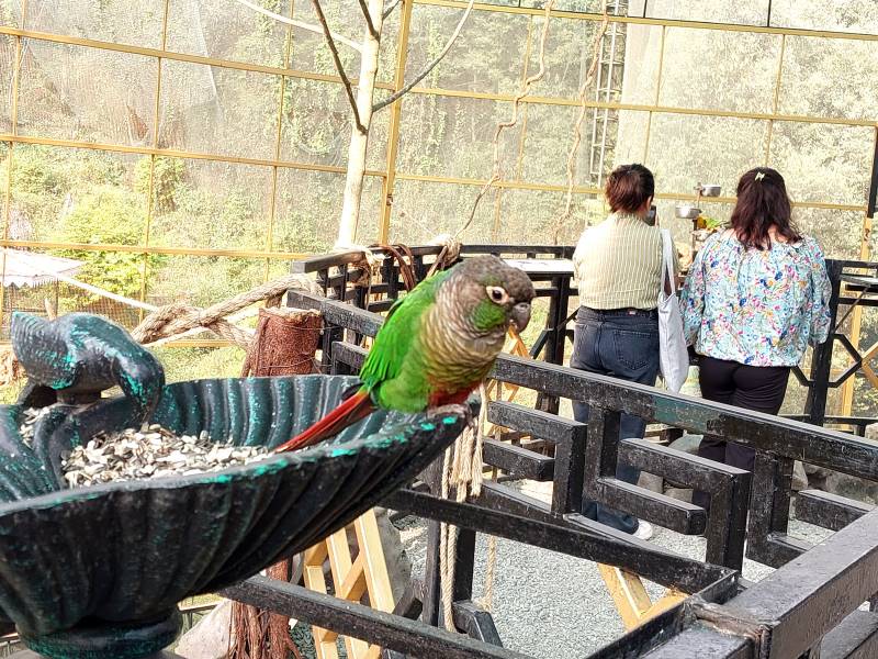 Pelling_Bird_Watching_in_Pelling_7