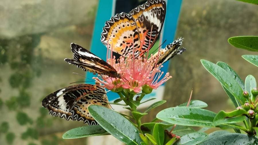 Penang_Entopia_-_Penang_Butterfly_Farm_5