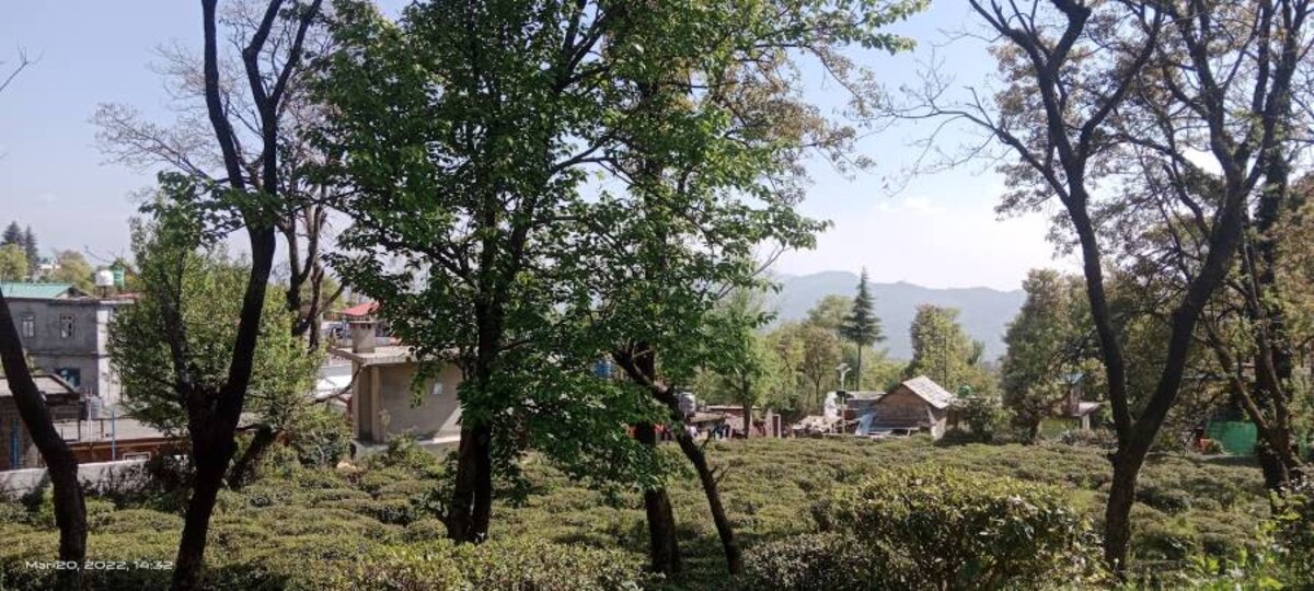 Bir_Billing_Bir_Tea_Factory_4