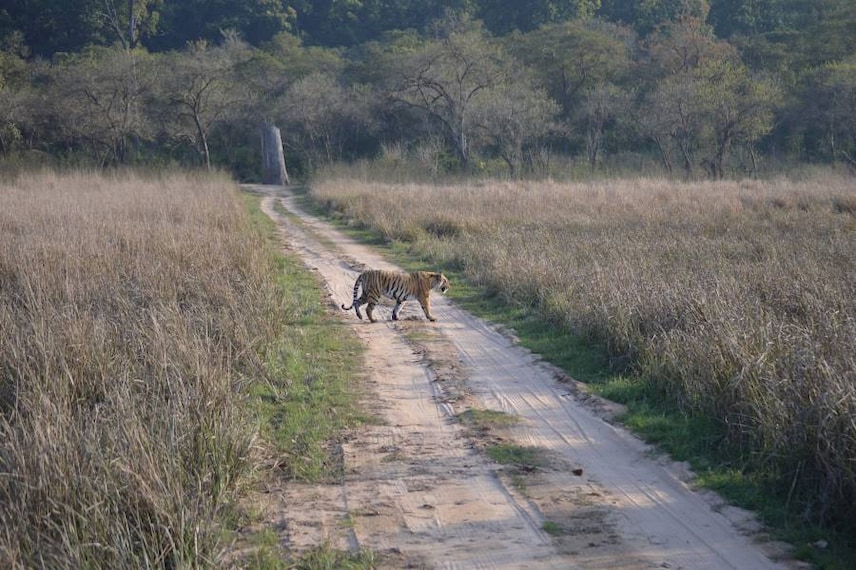 Jim_Corbett_Jeep_Safari_1