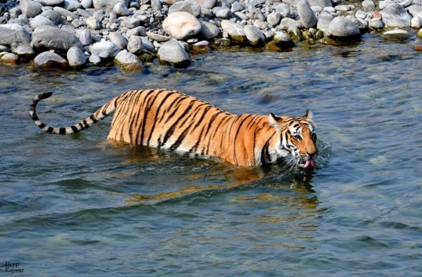 Jim_Corbett_Jeep_Safari_2