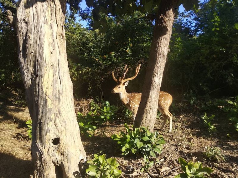 Jim_Corbett_Jeep_Safari_4