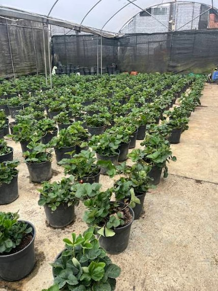 Nuwara_Eliya_Strawberry_Picking_at_Adma_Agro_3