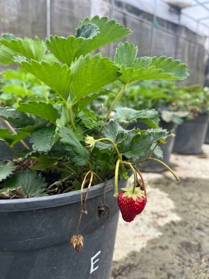 Nuwara_Eliya_Strawberry_Picking_at_Adma_Agro_4
