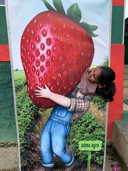 Nuwara_Eliya_Strawberry_Picking_at_Adma_Agro_7