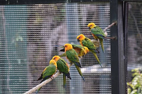 Bird Watching in Pelling