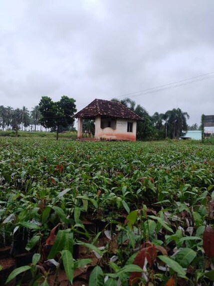 Rajahmundry_Kadiyapulanka_1