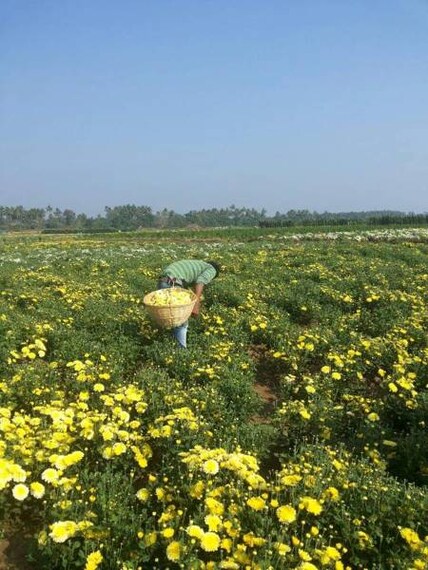 Rajahmundry_Kadiyapulanka_5