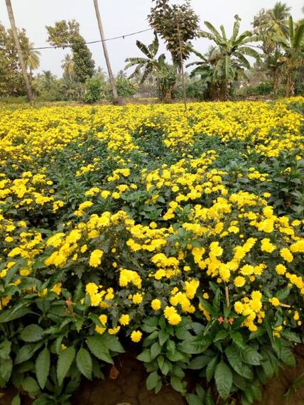 Rajahmundry_Kadiyapulanka_6