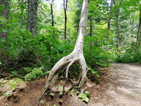 Jacques-Cartier National Park Hike