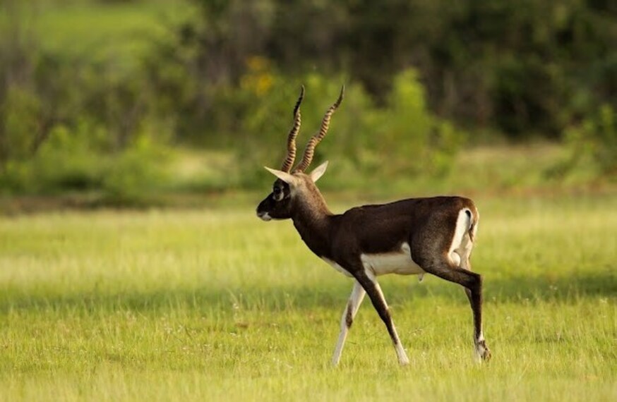 Jayamangali_Blackbuck_Reserve_1