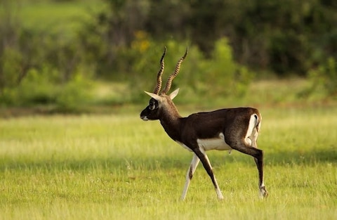 Jayamangali Blackbuck Reserve