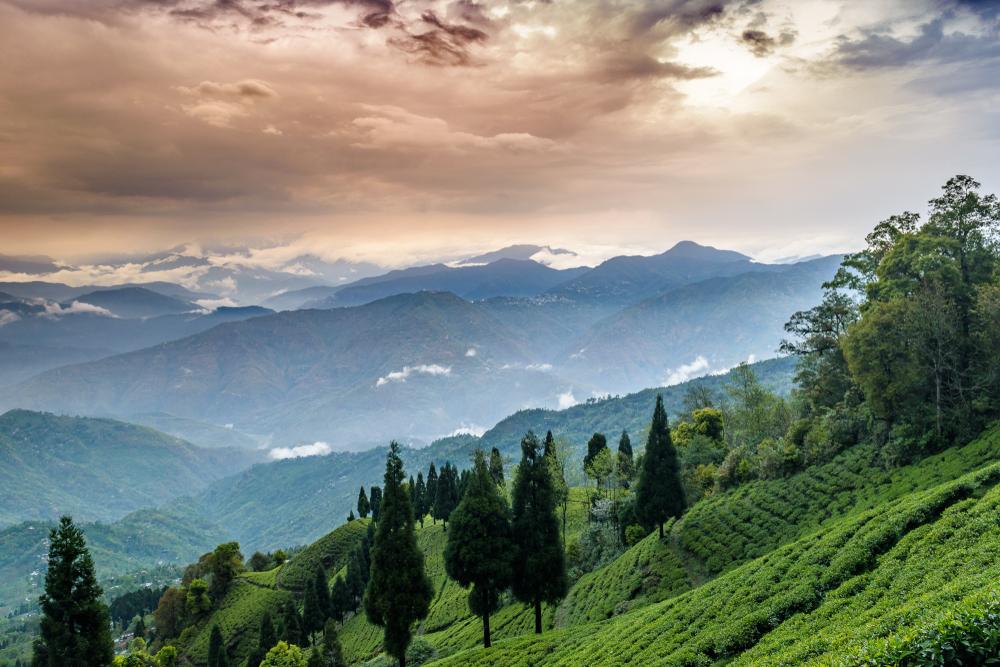 Kalimpong_tv_destination_img_6