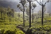 Coonoor_tv_destination_img_6