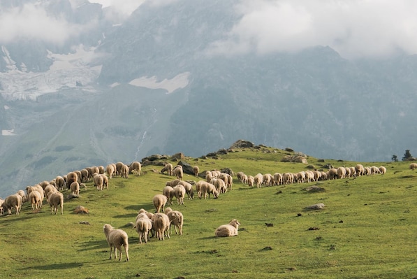 Jammu_tv_destination_img_5