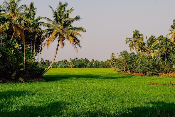 Kumarakom_tv_destination_img_6