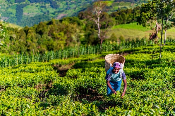 NandiHills_tv_destination_img_7